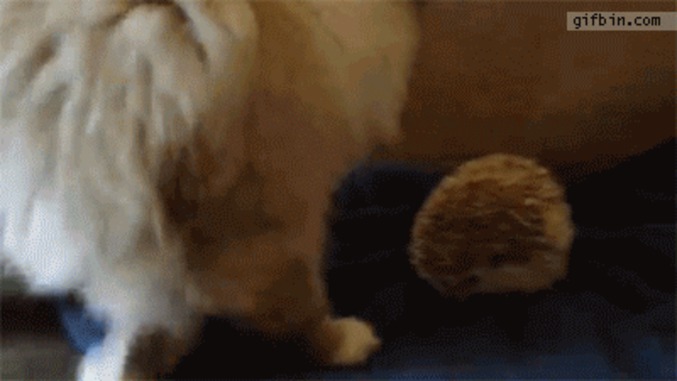Les chats sont-ils des fakirs?