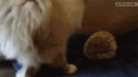 Les chats sont-ils des fakirs?