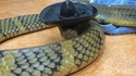 serpent mexicain