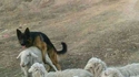 Un chien de berger