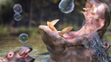 Hippopobulle