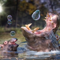 Hippopobulle