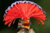 Moucherolle royal