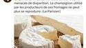 La couleur blanche du camembert 