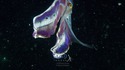 Bel octopus qui danse