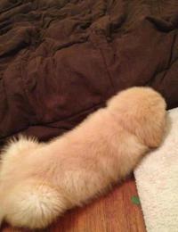 Canis poilus phallicus