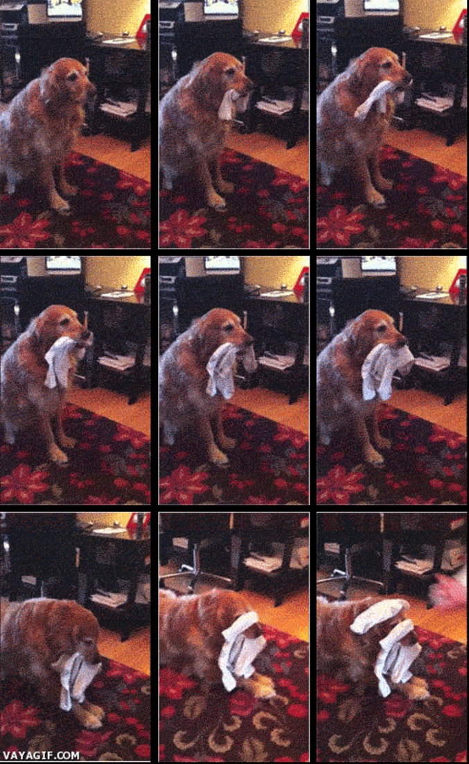Un chien et des chaussettes