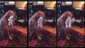 Un chien et des chaussettes