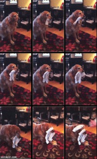 Un chien et des chaussettes
