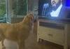 Pavarôti, le chanteur préféré des chiens