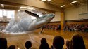 Une baleine dans une salle de sport