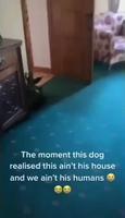 Ce moment ou ce chien réalise que ce n’est pas sa maison.