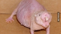 12 animaux insolites