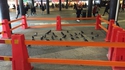 Des pigeons