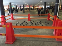 Des pigeons