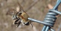 L'accident dramatique d'une abeille