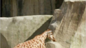 Girafe américaine