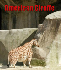 Girafe américaine