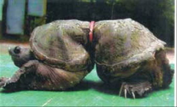 Voici un des effets de la pollution sur les tortues.