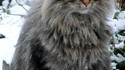 Chat des forêts norvégiennes