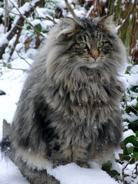 Chat des forêts norvégiennes