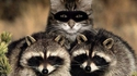 Trois ratons laveurs