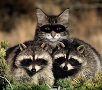 Trois ratons laveurs