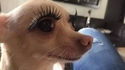 Chienne de vie...