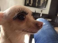 Chienne de vie...