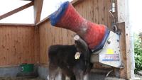 Happycow