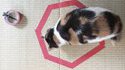 Comment invoquer un chat