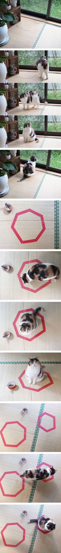 Comment invoquer un chat