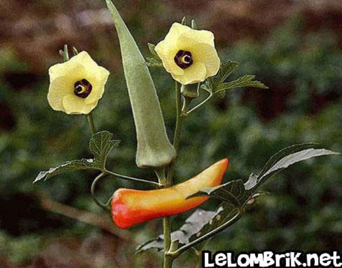Une plante avec une forme de visage.