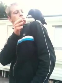 Comment se faire baiser par un corbeau