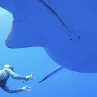 Le grand blanc avec une palme noire