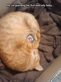 Chatte et chaton