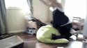 Cat apult