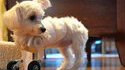 Chien à roulettes