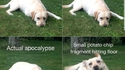 Réactions du chien
