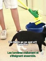 Je pense que les chats sécrètes une hormone qui rend fous certains 