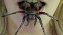 Arachnophobe ?