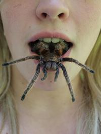 Arachnophobe ?