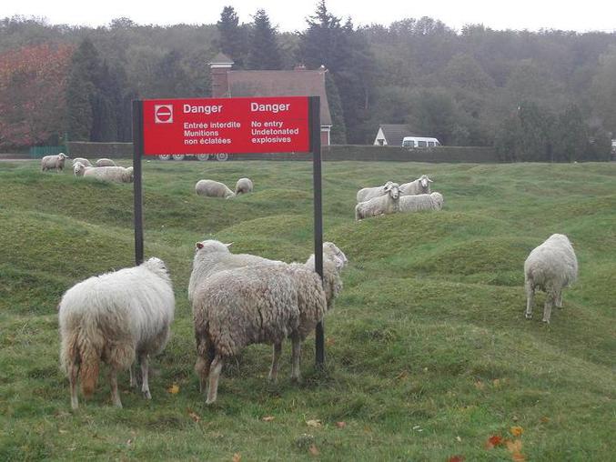 Des moutons qui n'ont même pas peur ! ( à Vimy, 62)