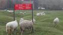 Saute-mouton 2