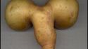 Petite tubercule