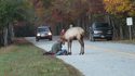 Cerf et chasseur (d'images)