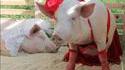 Deux cochonnes en sous-vêtement