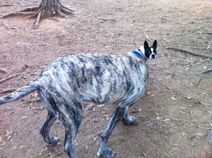 Bringé ce bouledogue.