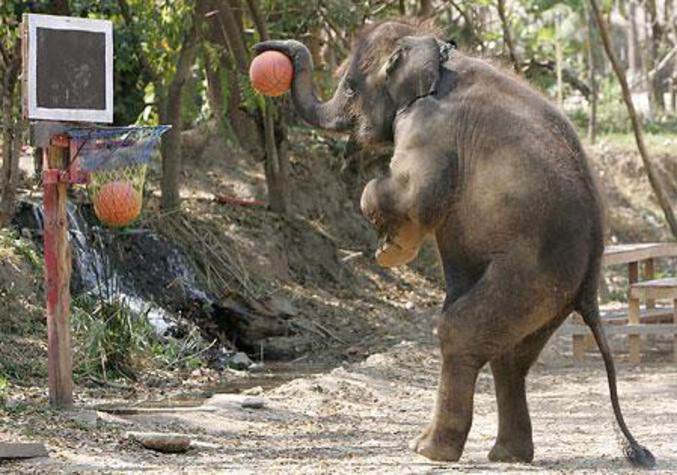 Un éléphant qui va dunker !