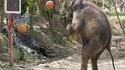 Elephant basketteur